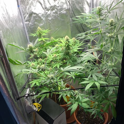 Unbekannte Sorte  (Buds gingen in Richtung Haze die den Samen gespendet haben)   growlog timeline photo
