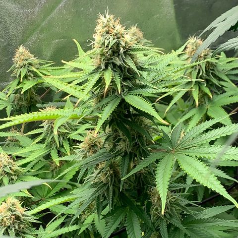 Unbekannte Sorte  (Buds gingen in Richtung Haze die den Samen gespendet haben)   growlog photo: Voraussichtlich noch 13 Tage bis Ernte 