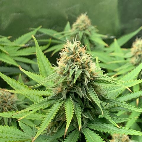 Unbekannte Sorte  (Buds gingen in Richtung Haze die den Samen gespendet haben)   growlog photo: Voraussichtlich noch 13 Tage bis Ernte 