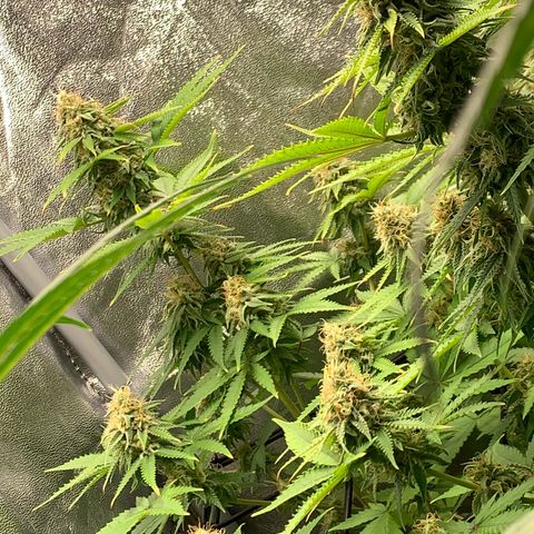 Unbekannte Sorte  (Buds gingen in Richtung Haze die den Samen gespendet haben)   growlog photo: Voraussichtlich noch 13 Tage bis Ernte 