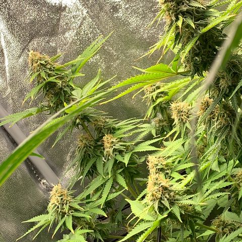 Unbekannte Sorte  (Buds gingen in Richtung Haze die den Samen gespendet haben)   growlog photo: Voraussichtlich noch 13 Tage bis Ernte 