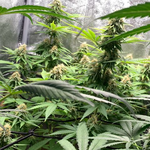 Unbekannte Sorte  (Buds gingen in Richtung Haze die den Samen gespendet haben)   growlog photo: Voraussichtlich noch 13 Tage bis Ernte 