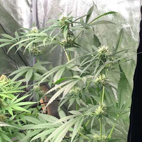 Auto Euforia  growlog timeline photo