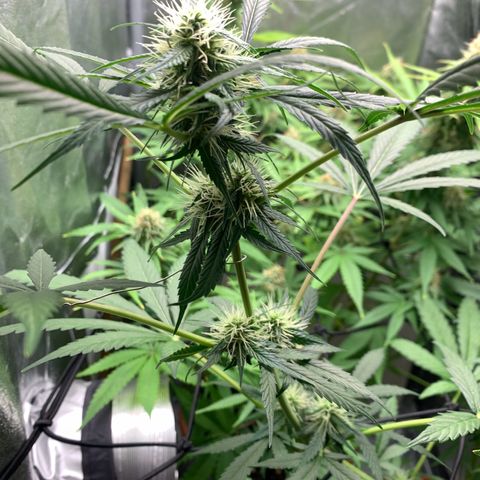 Auto Euforia  growlog timeline photo