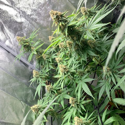 Unbekannte Sorte  (Buds gingen in Richtung Haze die den Samen gespendet haben)   growlog photo: 6-7 Tage bis zur Ernte 