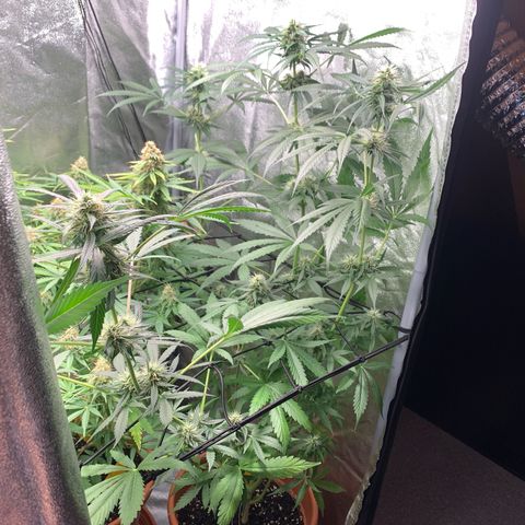 Auto Euforia  growlog timeline photo