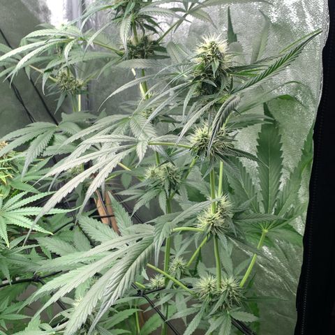 Auto Euforia  growlog timeline photo