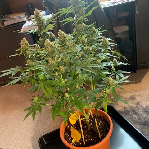 Unbekannte Sorte  (Buds gingen in Richtung Haze die den Samen gespendet haben)   growlog timeline photo