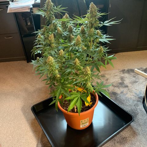 Unbekannte Sorte  (Buds gingen in Richtung Haze die den Samen gespendet haben)   growlog timeline photo