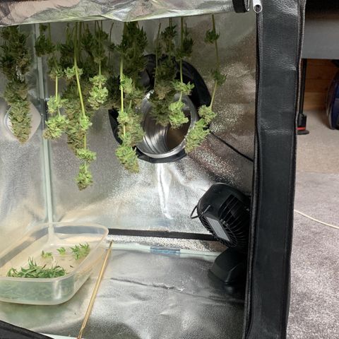 Unbekannte Sorte  (Buds gingen in Richtung Haze die den Samen gespendet haben)   growlog timeline photo