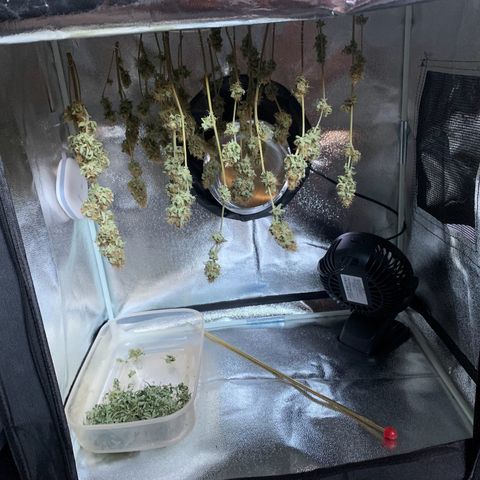 Unbekannte Sorte  (Buds gingen in Richtung Haze die den Samen gespendet haben)   growlog timeline photo