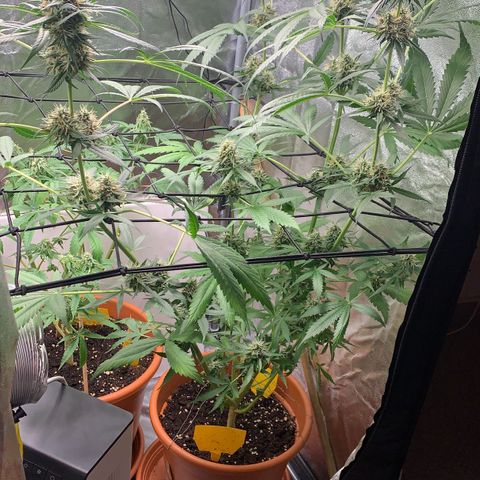 Auto Euforia  growlog timeline photo
