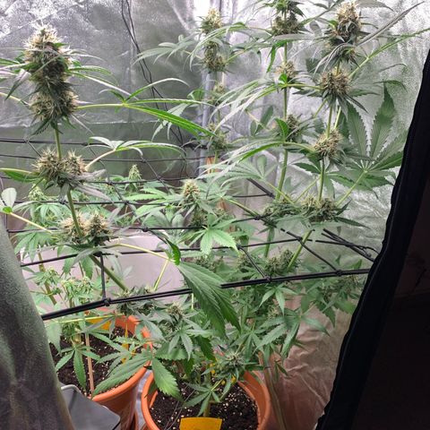 Auto Euforia  growlog timeline photo