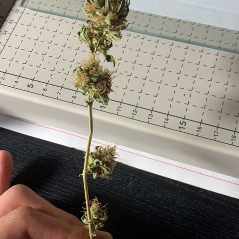 Unbekannte Sorte  (Buds gingen in Richtung Haze die den Samen gespendet haben)   growlog photo: Kleinere buds getrimmt Rest trocknet noch mindestens 2 Tage 