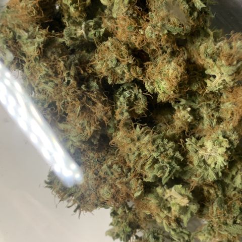 Unbekannte Sorte  (Buds gingen in Richtung Haze die den Samen gespendet haben)   growlog timeline photo