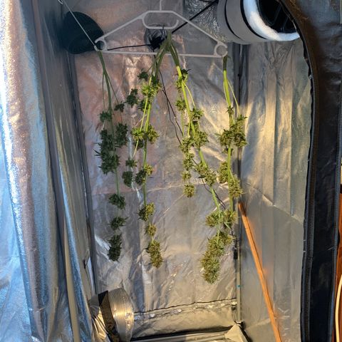 Auto Euforia  growlog timeline photo