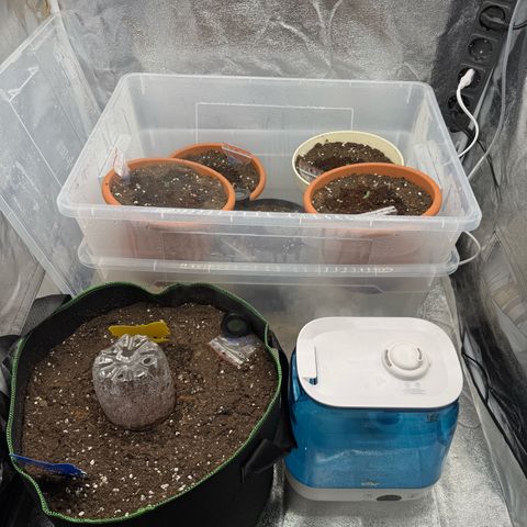Orange Hippo x Lemon Skunk x Purple Haze x Gelato x Gorilla Glue growlog timeline photo