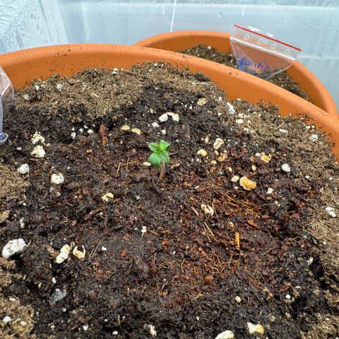 Orange Hippo x Lemon Skunk x Purple Haze x Gelato x Gorilla Glue growlog timeline photo