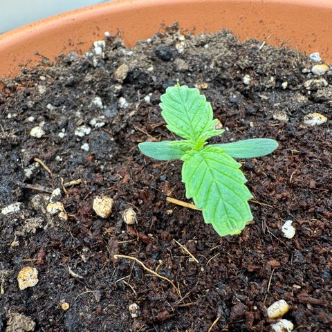 Orange Hippo x Lemon Skunk x Purple Haze x Gelato x Gorilla Glue growlog timeline photo