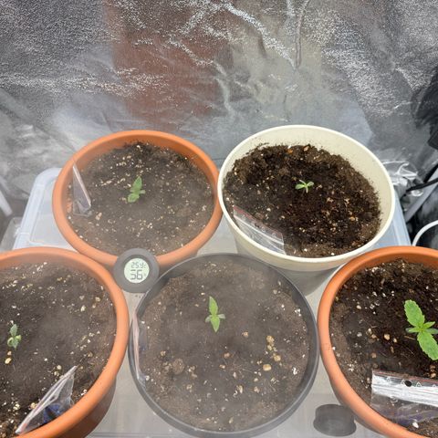 Orange Hippo x Lemon Skunk x Purple Haze x Gelato x Gorilla Glue growlog timeline photo