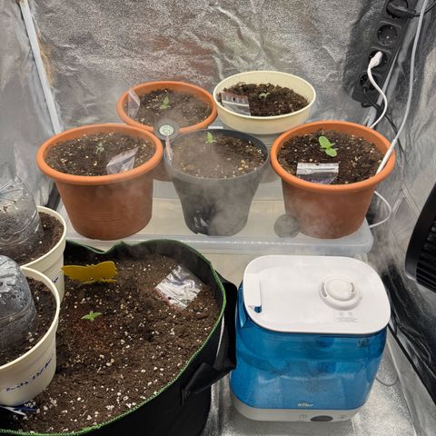 Orange Hippo x Lemon Skunk x Purple Haze x Gelato x Gorilla Glue growlog timeline photo