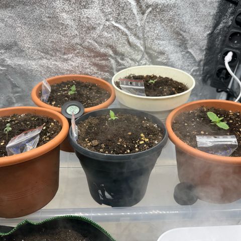 Orange Hippo x Lemon Skunk x Purple Haze x Gelato x Gorilla Glue growlog timeline photo