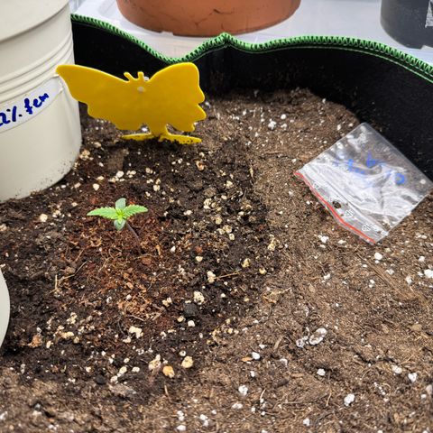 Orange Hippo x Lemon Skunk x Purple Haze x Gelato x Gorilla Glue growlog timeline photo