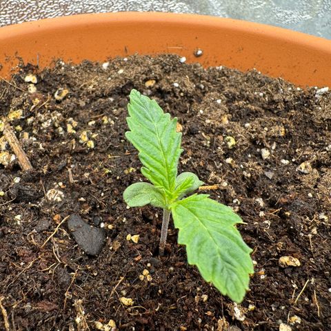 Orange Hippo x Lemon Skunk x Purple Haze x Gelato x Gorilla Glue growlog timeline photo