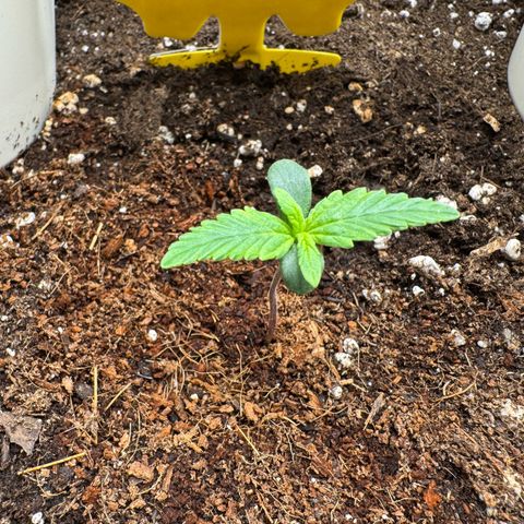 Orange Hippo x Lemon Skunk x Purple Haze x Gelato x Gorilla Glue growlog timeline photo