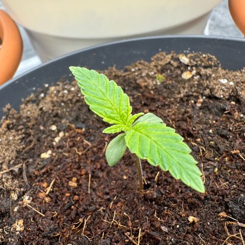 Orange Hippo x Lemon Skunk x Purple Haze x Gelato x Gorilla Glue growlog timeline photo