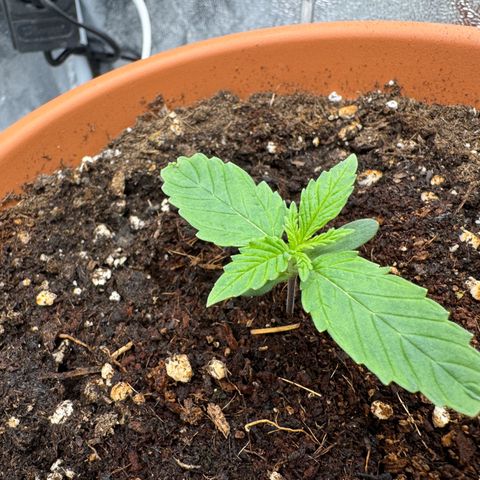 Orange Hippo x Lemon Skunk x Purple Haze x Gelato x Gorilla Glue growlog timeline photo