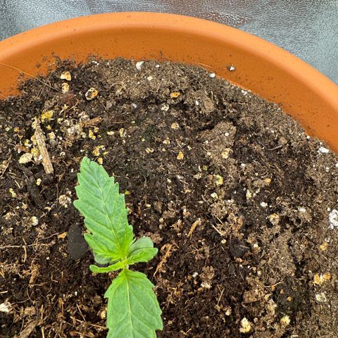 Orange Hippo x Lemon Skunk x Purple Haze x Gelato x Gorilla Glue growlog timeline photo
