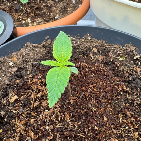 Orange Hippo x Lemon Skunk x Purple Haze x Gelato x Gorilla Glue growlog timeline photo