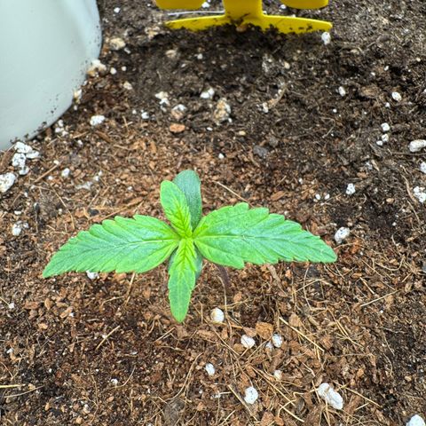Orange Hippo x Lemon Skunk x Purple Haze x Gelato x Gorilla Glue growlog timeline photo