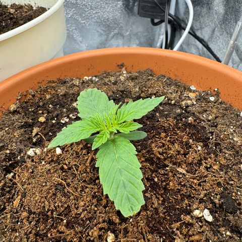 Orange Hippo x Lemon Skunk x Purple Haze x Gelato x Gorilla Glue growlog timeline photo