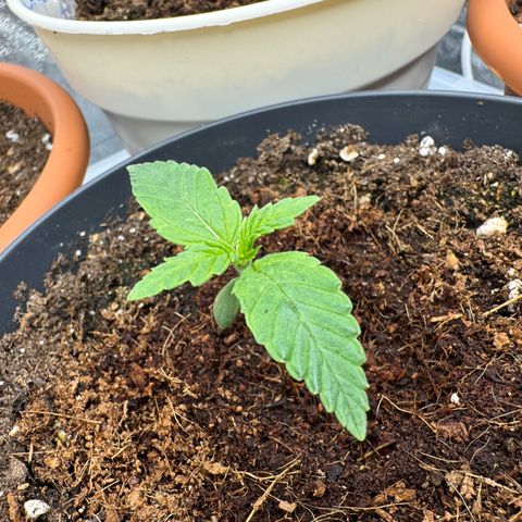 Orange Hippo x Lemon Skunk x Purple Haze x Gelato x Gorilla Glue growlog timeline photo