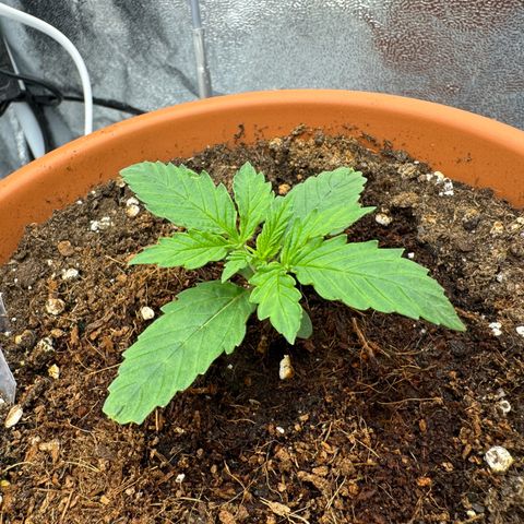 Orange Hippo x Lemon Skunk x Purple Haze x Gelato x Gorilla Glue growlog timeline photo