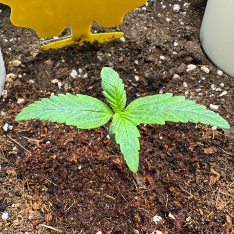 Orange Hippo x Lemon Skunk x Purple Haze x Gelato x Gorilla Glue growlog timeline photo