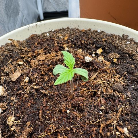 Orange Hippo x Lemon Skunk x Purple Haze x Gelato x Gorilla Glue growlog timeline photo
