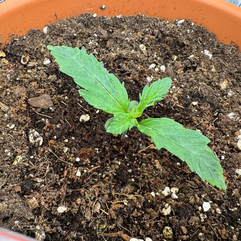 Orange Hippo x Lemon Skunk x Purple Haze x Gelato x Gorilla Glue growlog timeline photo