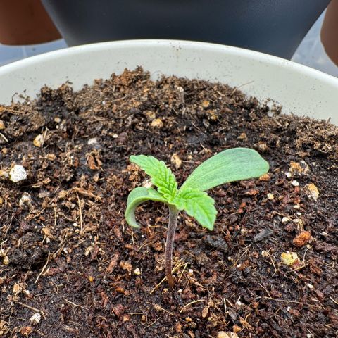 Orange Hippo x Lemon Skunk x Purple Haze x Gelato x Gorilla Glue growlog timeline photo