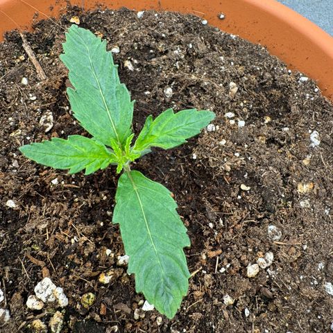 Orange Hippo x Lemon Skunk x Purple Haze x Gelato x Gorilla Glue growlog timeline photo