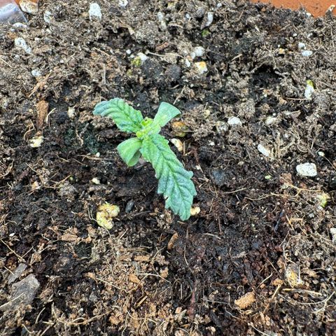 Orange Hippo x Lemon Skunk x Purple Haze x Gelato x Gorilla Glue growlog timeline photo