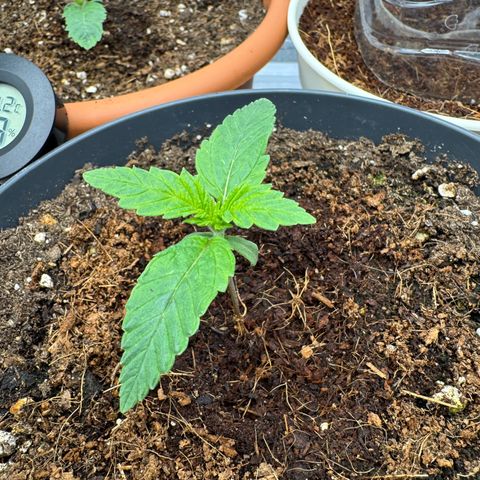 Orange Hippo x Lemon Skunk x Purple Haze x Gelato x Gorilla Glue growlog timeline photo