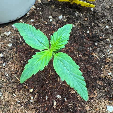 Orange Hippo x Lemon Skunk x Purple Haze x Gelato x Gorilla Glue growlog timeline photo