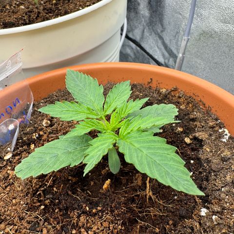 Orange Hippo x Lemon Skunk x Purple Haze x Gelato x Gorilla Glue growlog timeline photo