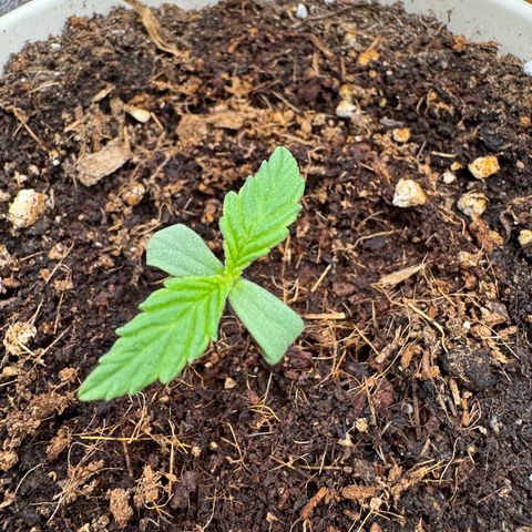 Orange Hippo x Lemon Skunk x Purple Haze x Gelato x Gorilla Glue growlog timeline photo
