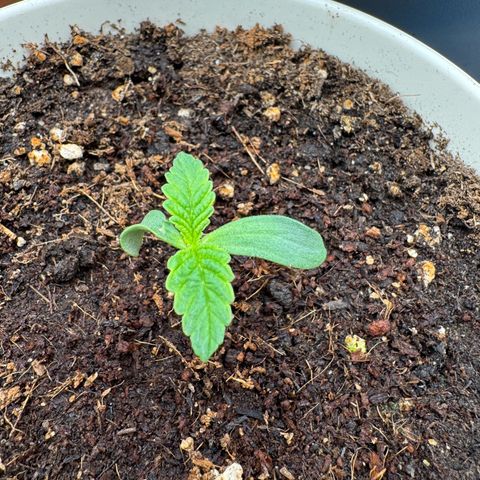 Orange Hippo x Lemon Skunk x Purple Haze x Gelato x Gorilla Glue growlog timeline photo