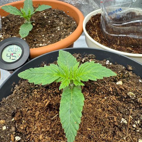 Orange Hippo x Lemon Skunk x Purple Haze x Gelato x Gorilla Glue growlog timeline photo