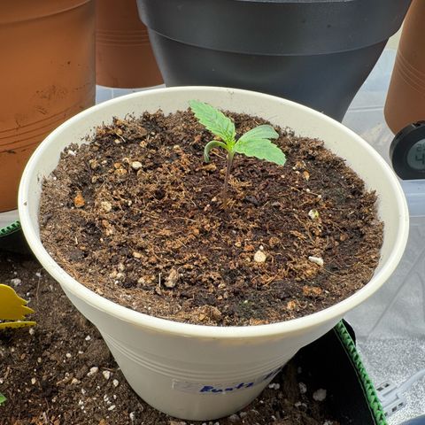 Orange Hippo x Lemon Skunk x Purple Haze x Gelato x Gorilla Glue growlog timeline photo